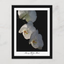 Buscar orquídeas exóticas postales Flores