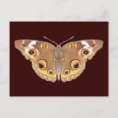 Buscar mariposas frescas postales Bonito