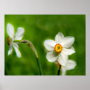 Buscar narcisos posters Daffodil