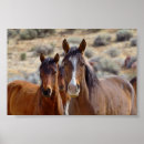 Buscar caballo negro posters Salvaje