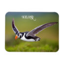 Buscar puffin imanes Naturaleza