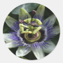 Buscar passion postales Pasión