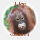 Buscar orangutan pegatinas Bebé