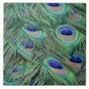 Buscar hawaii azulejos Fotografía