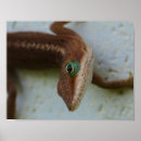 Buscar lagarto arte Fotografía