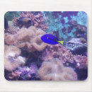 Buscar tango electronica Azul