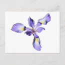 Buscar violetas salvajes postales Flores