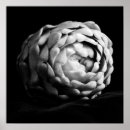 Buscar alcachofa posters Verduras