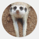 Buscar suricata pegatinas Animal