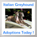 Buscar galgo italiano posters Perro