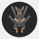 Buscar pinscher miniatura pegatinas Zwergpinscher