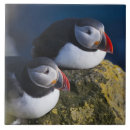 Buscar atlántico azulejos Animal