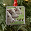 Buscar vaca lechera adornos Vacas