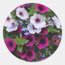 Buscar petunias rosadas postales Floral