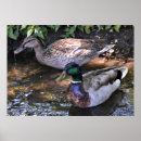 Buscar patos posters Aves