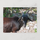 Buscar cabras postales Mamífero