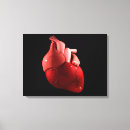 Buscar vena cava Fisiología