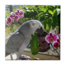 Buscar orquídea azulejos Falaenopsis