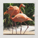 Buscar flamingo invitaciones Aves