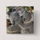 Buscar koala chapas Fauna