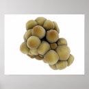 Buscar biología celular posters Acercamiento