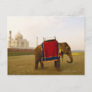 Buscar elefante indio postales India