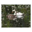 Buscar cisne blanco posters Elegancia