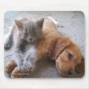 Buscar amigos alfombrillas de raton Gato
