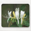 Buscar madreselva electronica Flor