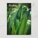 Buscar plantas de jardín postales Naturaleza