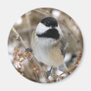 Buscar chickadee imanes Fauna