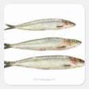 Buscar sardinas postales Marisco