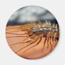 Buscar fea imanes Animal