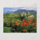 Buscar nancy postales Flor
