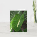 Buscar taro tarjetas e invitaciones Tropical