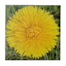 Buscar dandelion azulejos Mosaico
