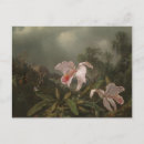 Buscar orquídeas postales Tropicales