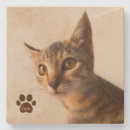 Buscar gatos posavasos Para ellos