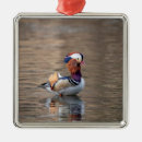 Buscar mandarina adornos Naturaleza