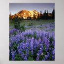 Buscar adams posters Bosque