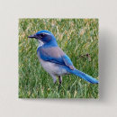 Buscar pajarito chapas Azul