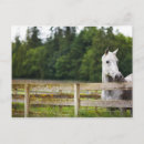 Buscar imágenes de caballos postales Naturaleza