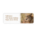 Buscar coyote salvaje postales Fauna