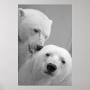 Buscar oso polar posters Para ella