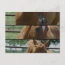 Buscar el angelandspot Caballo