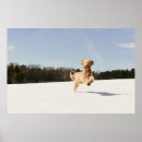 Buscar goldendoodle posters Animal