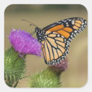 Buscar cardo cuadradas pegatinas Mariposa