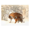 Buscar tigre fotografía Hermoso