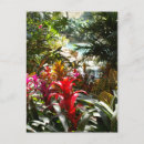 Buscar carribean postales Tropical