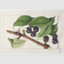 Buscar vegano papel de seda Fruta